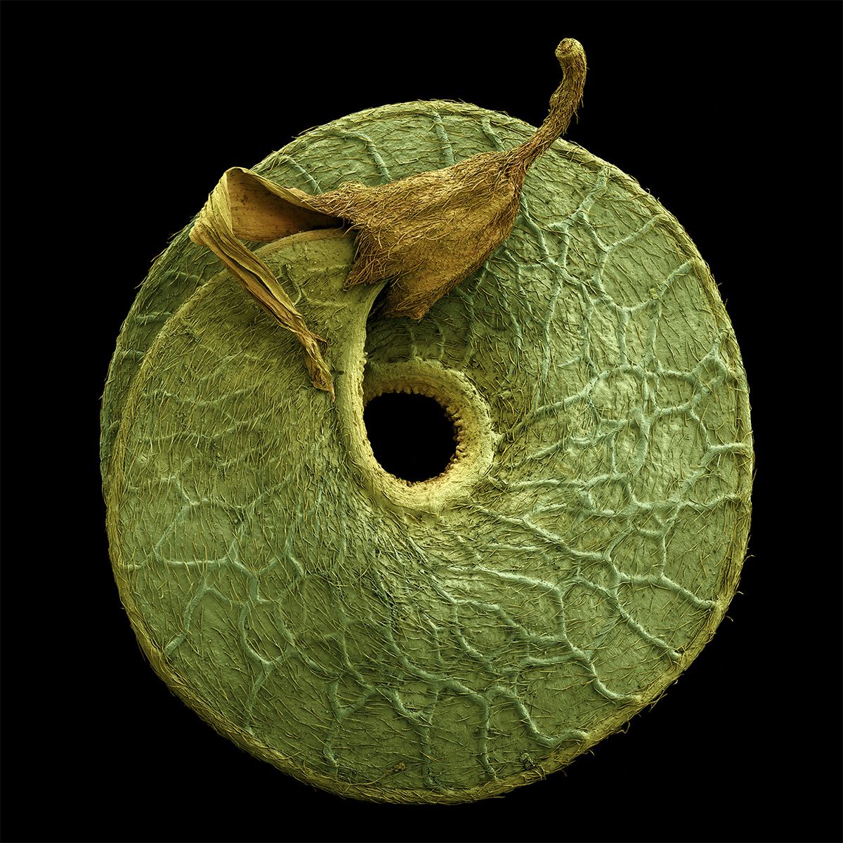 maximaxoo's tweet image. #Science #Art: colored #micrographs magnify #pollen seeds, plant cells, and leaf structures in photographs by Rob Kesseler 
► thisiscolossal.com/2019/12/rob-ke… via @Colossal