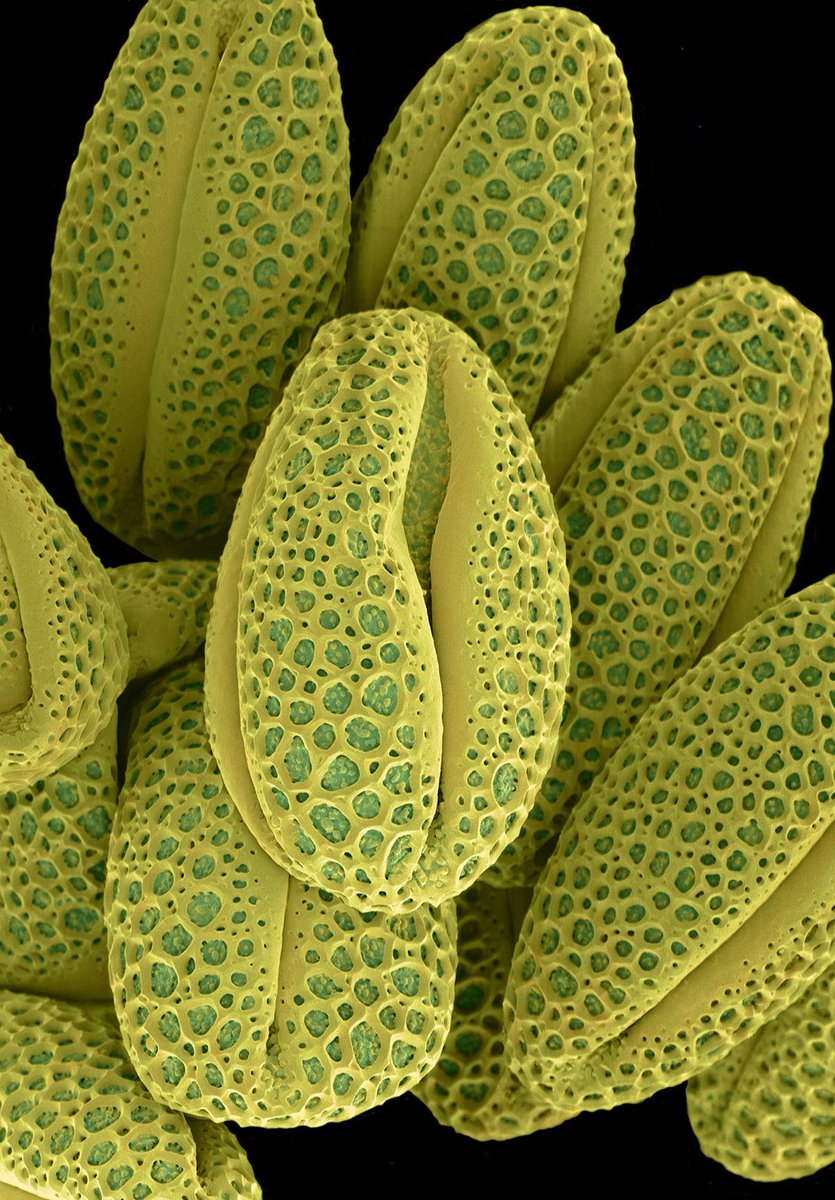 maximaxoo's tweet image. #Science #Art: colored #micrographs magnify #pollen seeds, plant cells, and leaf structures in photographs by Rob Kesseler 
► thisiscolossal.com/2019/12/rob-ke… via @Colossal