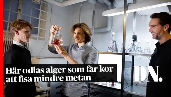 dagensnyheter's tweet photo. Här odlas alger som minskar kors metanutsläpp • Tre studenter har startat världsunikt källarprojekt. https://t.co/AkuiQB4XzK https://t.co/Ov9hFEPSWE