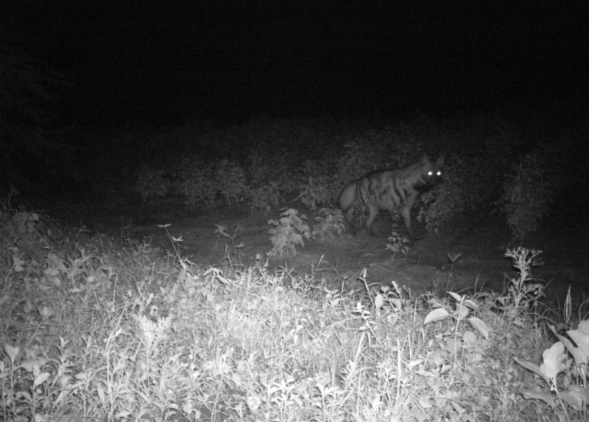 Conservation plans, for endangered species. First photographic evidence of Striped Hyaena, from Bellary district.
 
#india #karnataka #forest #wildlife #saplings #trees #nature #conservation #afforestation #ecology #environment #hyaena #stripedhyena #bellary