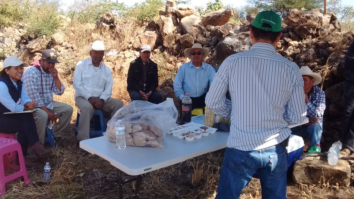 engtoextension's tweet photo. Presentación de resultados del programa de #profesionalizaciónagropecuaria en El Borrego, Valle de Santiago, Gto. @ACCIMMYT @MasAgroGto @SDAyR_GTO @pepegmichel https://t.co/7lK478HemD
