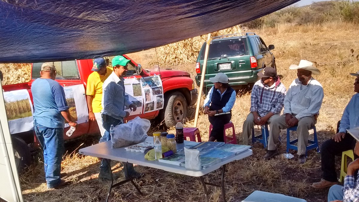 engtoextension's tweet photo. Actividades programadas vs realizadas, en base a las estrategias diseñadas en el plan de trabajo, y expuestas en la presentación de resultados, del programa de #profesionalizaciónagropecuaria en El Borrego, Valle de Santiago, Gto. @ACCIMMYT @MasAgroGto @SDAyR_GTO @pepegmichel https://t.co/Wt9gNPp34Z