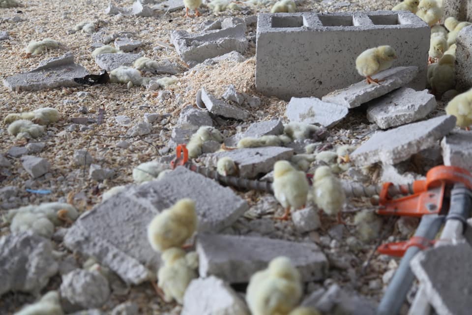 SyriaCivilDef's tweet photo. The crimes of Russia and #Syria’s regime forces affect every living thing. A large number of birds were killed when Russian warplanes targeted a bird breeder in Jebel Dowailah, #Idlib. His property was totally destroyed along with the birds that he cared for. #IdlibUnderFire https://t.co/vr7JE8XeUH
