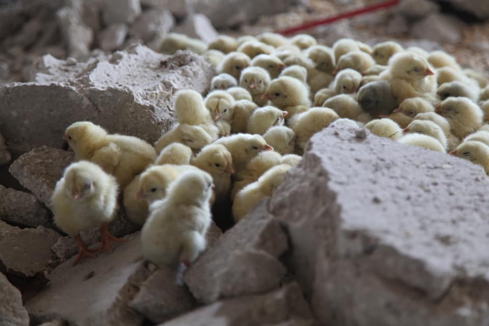 SyriaCivilDef's tweet photo. The crimes of Russia and #Syria’s regime forces affect every living thing. A large number of birds were killed when Russian warplanes targeted a bird breeder in Jebel Dowailah, #Idlib. His property was totally destroyed along with the birds that he cared for. #IdlibUnderFire https://t.co/vr7JE8XeUH