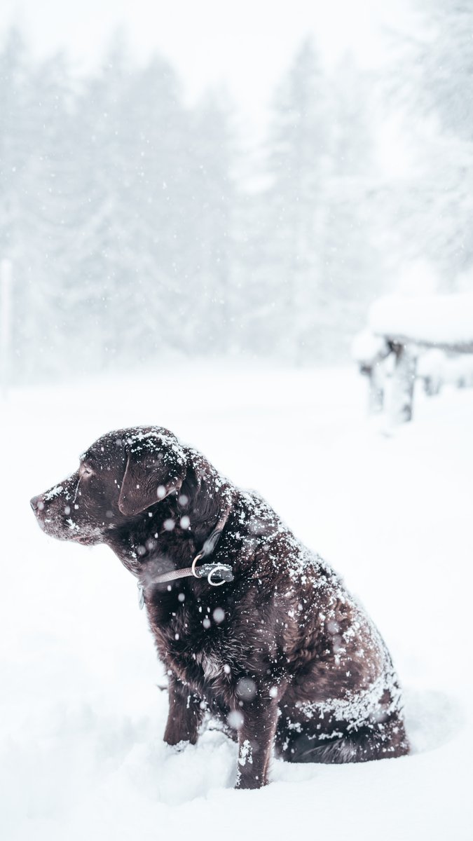nag_head's tweet photo. BOXING DAY - Why not get the family and friends together to walk off the previous day’s feasting with our glorious countryside walk, finishing back with us at the pub!

#boxingday #family #pubwalks #logfires #countrywalks #countrypub #dogfriendly #nantwich #tarporley #cheshire https://t.co/2HN49w0vuV