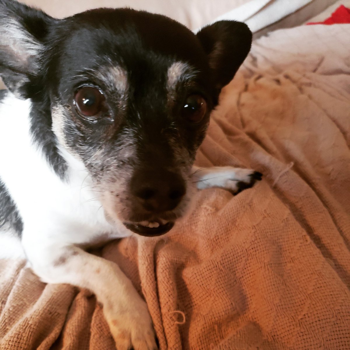 He is 11 years old today. Happy birthday Rocky!
