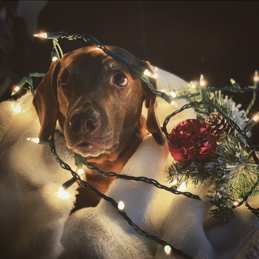 This is my pup Riley Anne Bubba Bear Boone. She’s 13 years old and has been by my side for all but 8 weeks of her life. She’s my best friend. Who’s your best friend???