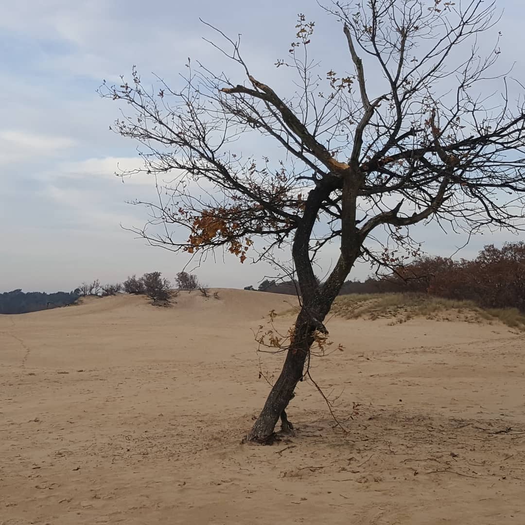 Nationaal Park De Loonsche en Drunense Duinen, waar je uren kunt (ver)dwalen en waar jaarlijks tienduizenden mensen genieten van deze schitterende oer-natuur. #mijnnatuurblijft