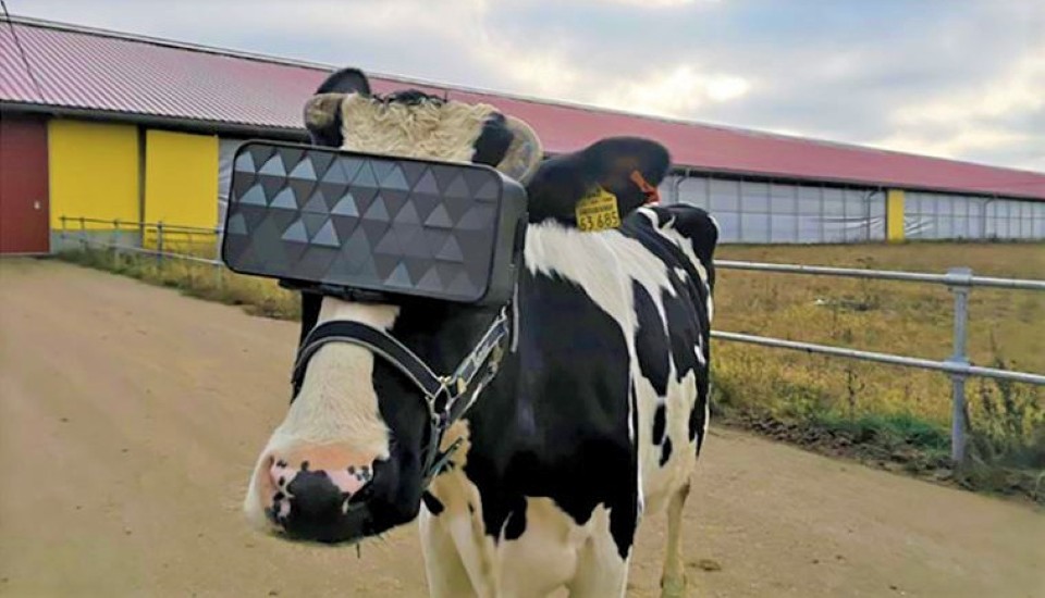 globalnlptweets's tweet photo. "Happy cheese comes from happy cows." Cows apparently love NLP. ;) Leveraging their unconscious mind and imagination through state elictation and association. Even calling them by their name improves their mood. ;-) #NLP #NLPTraining https://t.co/taw7A8YJ6T https://t.co/rL04TTapxr