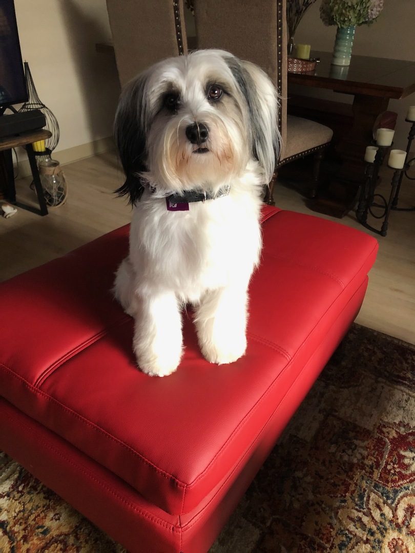 "My pooch loves loves LOVES this Ottoman! I love it too, but since I spend most of my time sitting on my Toggle sofa I have to go by her vote."- Glodean C.⁣
⁣
🐶 Our ottoman has gotten a dog's seal of approval and really, what more of an approval do you need? 🐾 #coddleme