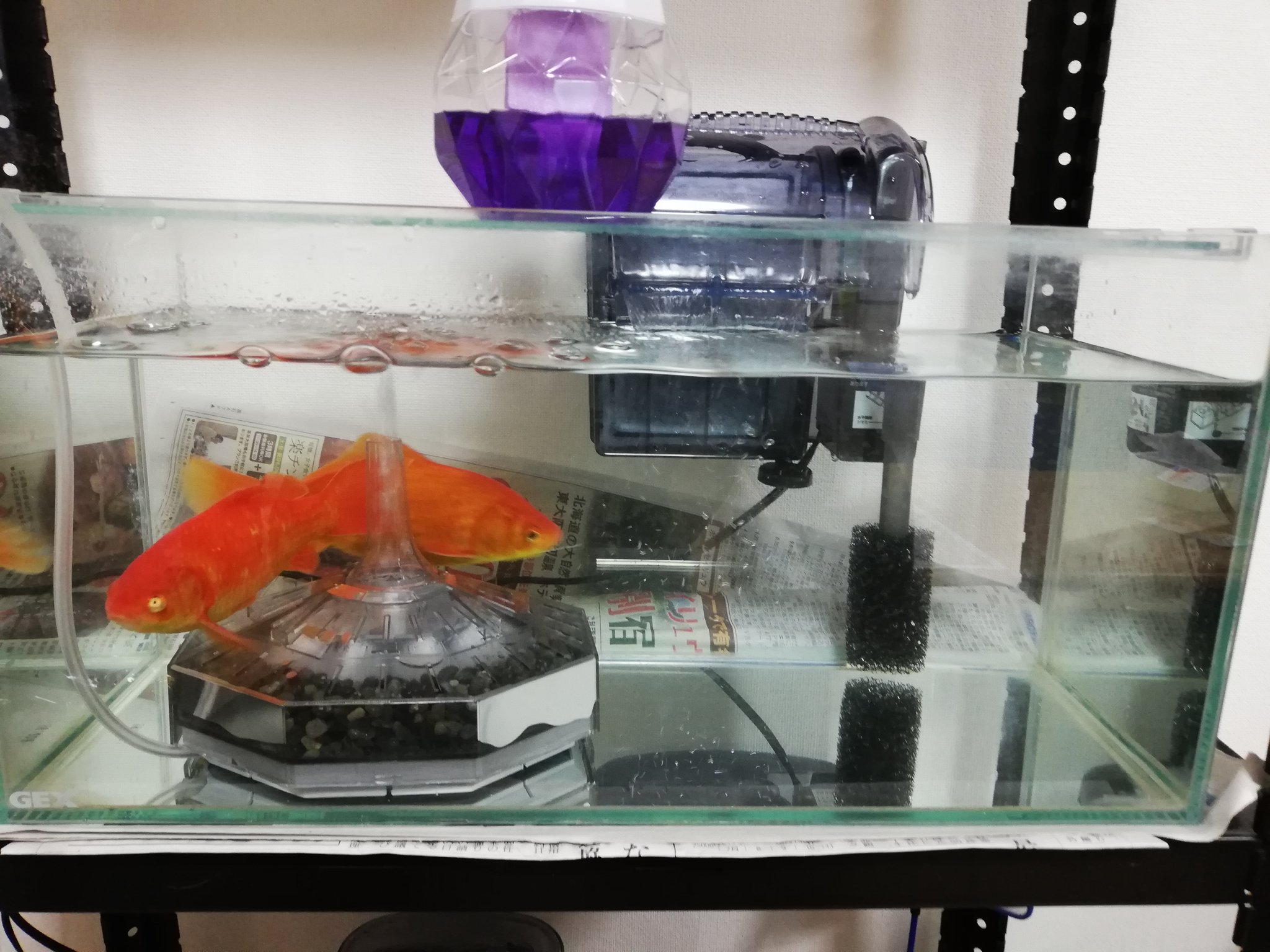たいやき ポケgoはttaiyaki 釣ってきた金魚がデカくなってきて 1つの水槽で4匹飼育するとどうやってもすぐ水がまっ黄色に濁るから リセットして2つに分けてみた ついでにニューフラワーdx導入 これで水質維持できたらいいなぁ アクアリウム 金魚