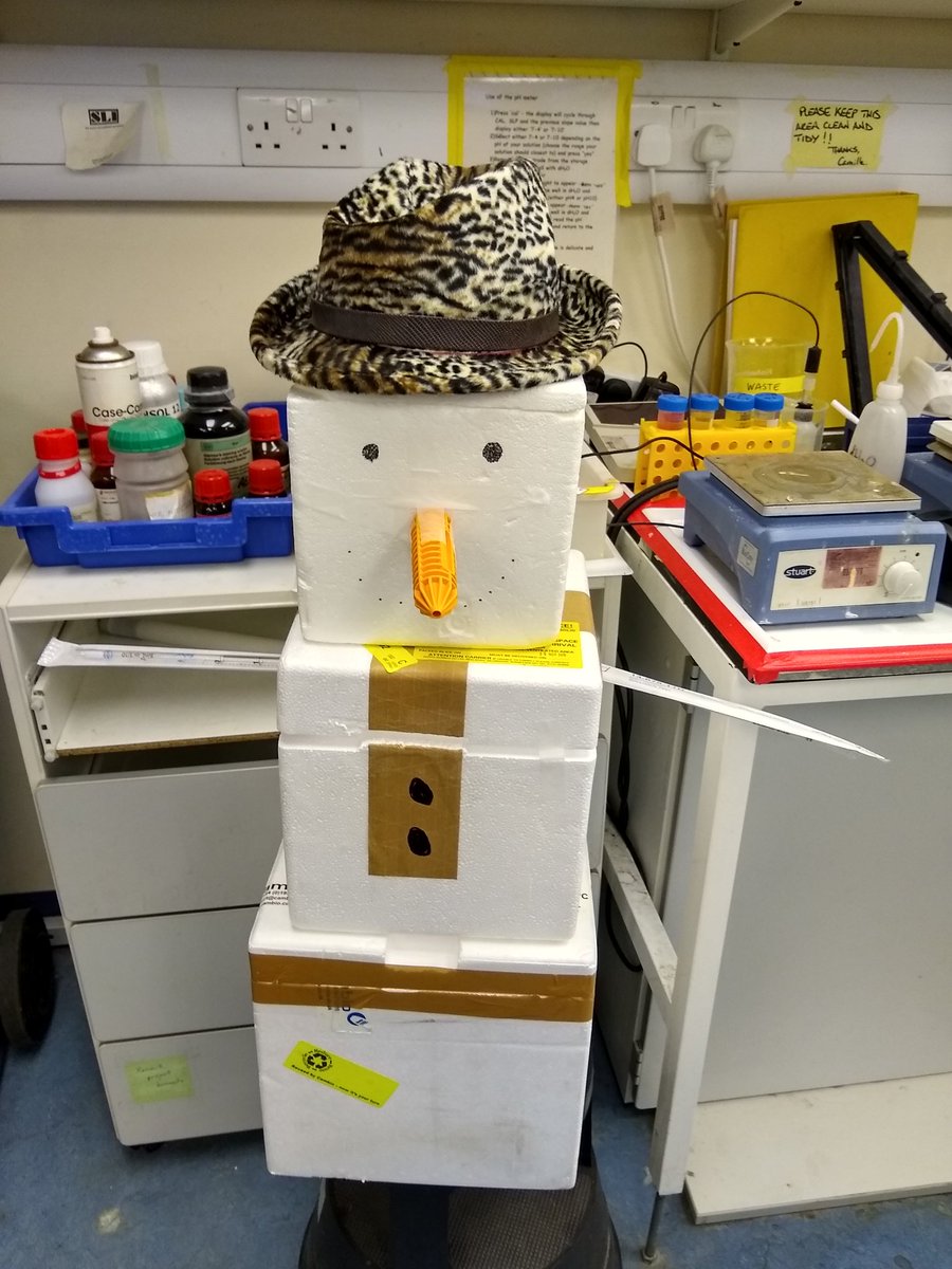 AliceGodden's tweet photo. Do you wanna build a snowman? @SophStephenson4 @Shannon__Weldon making the lab more festive! #phdchat https://t.co/b3rZfEb2GX