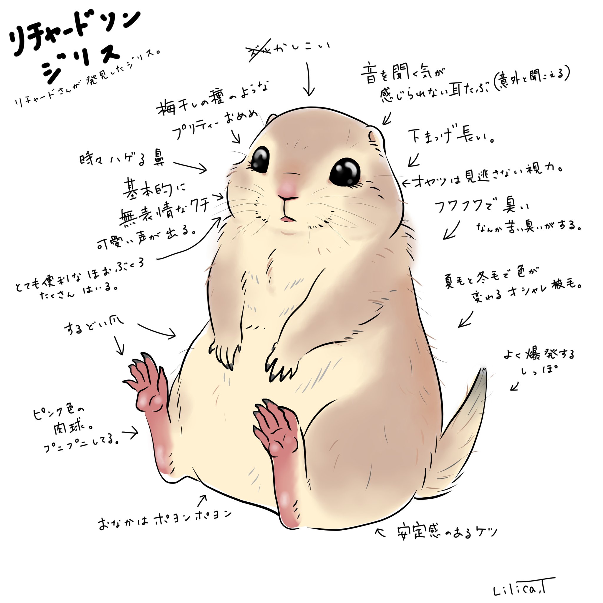 紡木リリカ でっぱ王国 リチャードソンジリスは可愛い とても可愛い もちろん小町が一番可愛いけど よそのリチャも可愛い