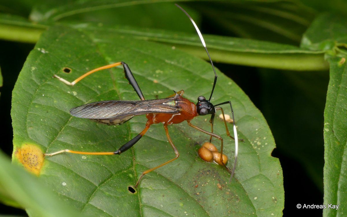 bioweb9's tweet photo. La especie del día. La chinche de cabeza ancha (Alydidae) imita a una avispa parasitoide de la familia Ichneumonidae.  Amazonía ecuatoriana. Foto: Andreas Kay. Visita el portafolio del fotógrafo: https://t.co/t99G3CJSGF
#Tropics #conservation #biodiversity #BIOWEB https://t.co/QQx0I7D0LW
