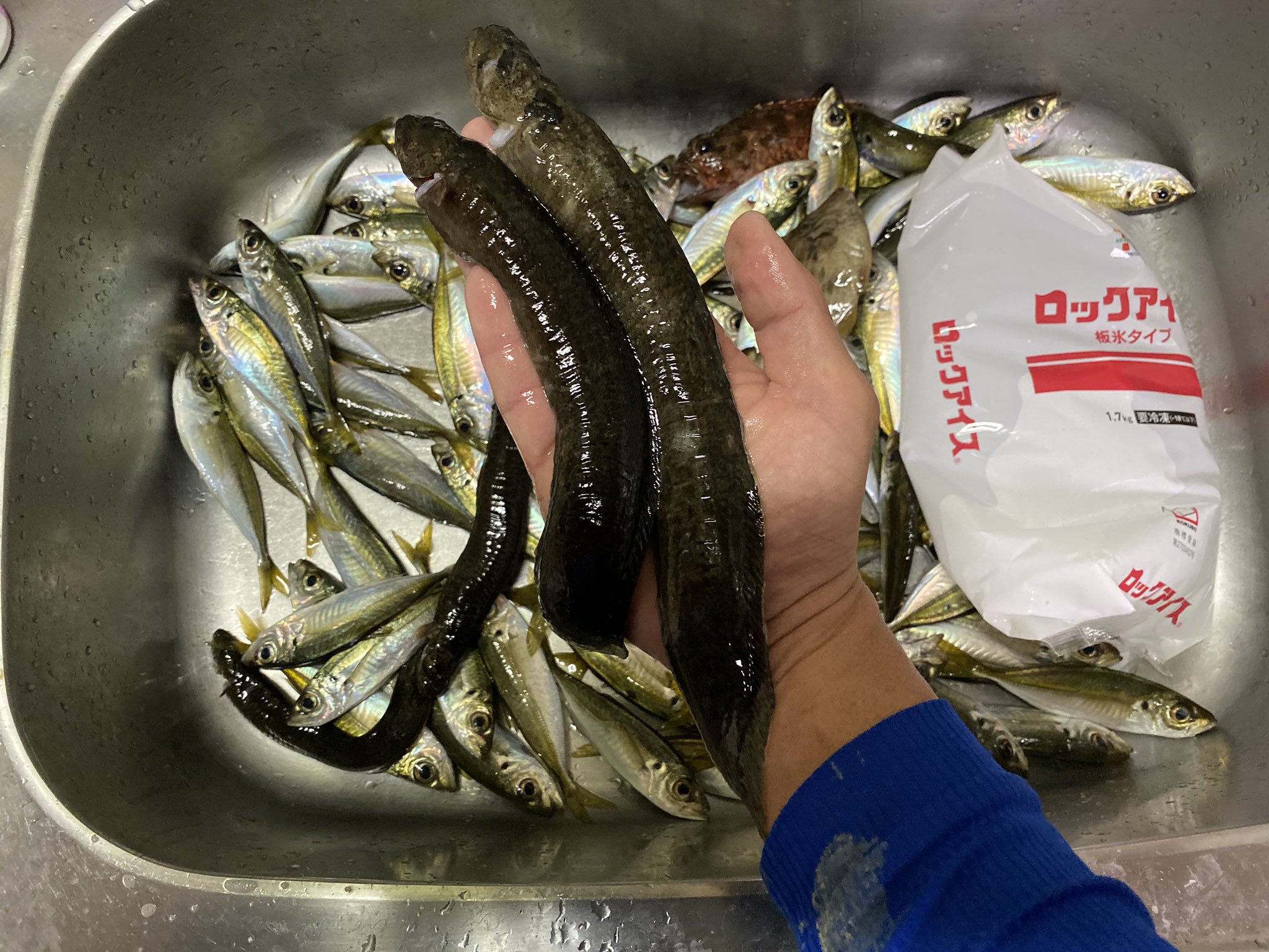 くろだめぐみ ギンポとアジ大漁 でっかい魚の写真載せたいわー 岸壁の隙間から引き抜いた尺ギンポ 天ぷら楽しみだなと T Co Acmefxsdrz Twitter