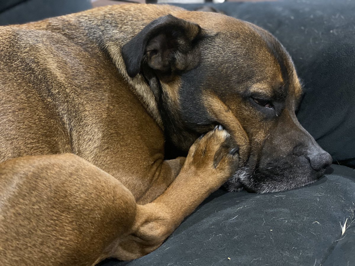 Sunday nights be like 😴 #staffypatrol #jager #sleepynights #sleepypup #sleepydogs #couchdogs #couchtime #sundayz #sundaymood #sundayvibes #staffydaily #staffysunday #dogs #aussiedogs #pets #staffy #staffie #englishstaffy #englishstaffie #weekendfeels