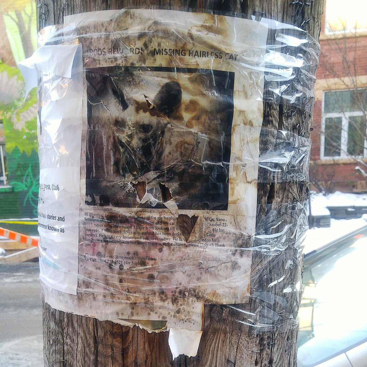 Yoda has been lost since 2017 #streetsigns #Montreal #oldmontreal #lostcat