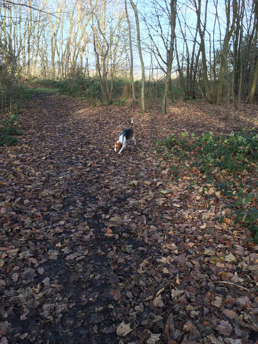 Winter walks with the dog 🐶 #winter #walks #beagle #beagleoffthelead