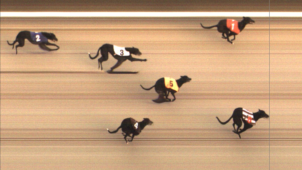 SunderlandDogs's tweet photo. Not our best week but it's all about sharingβ¦.. we like to
give our brothers & sisters a chance #declared 08/12/19 R.1 #Photofinishchallenge @GBGBStaff @Kinsley_Dogs @NewcastleDogs @OwlertonRacing @bellevuestadium @perrybarrdogs @pborogreyhounds https://t.co/OYHvs6cwLY