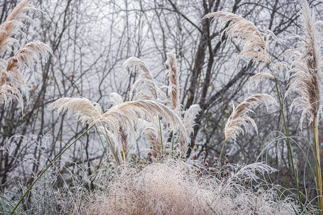 meadje_van's tweet photo. Frozen pampas grass #winterballet
.
.
.
.
#december #ornamentalgrasses #cortaderia #nature #garten #monjardin #hiver #gardenphotography #cheznouscampagne #lavienormande #gartenliebe #deschampsia #frozen #frost #inspiredbynature #seasons #mijntuin #landel… https://t.co/EDt4RUcMud https://t.co/xpcFI8zbcQ