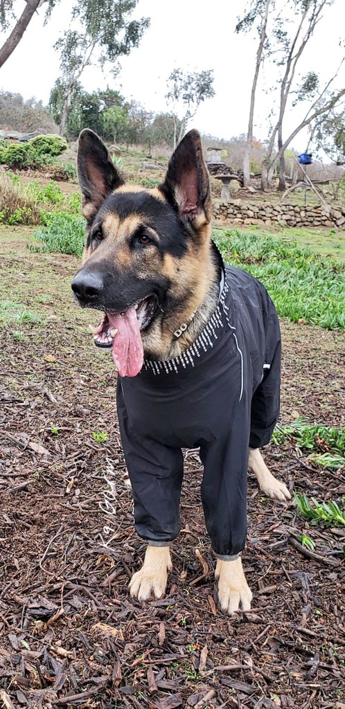 rain jacket for german shepherd
