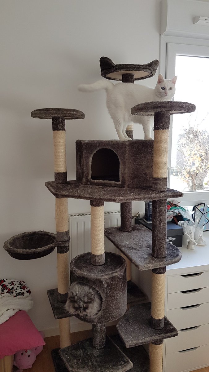 postichon's tweet image. Même que Moman elle a cheté un chateauchat et il est trop génioule