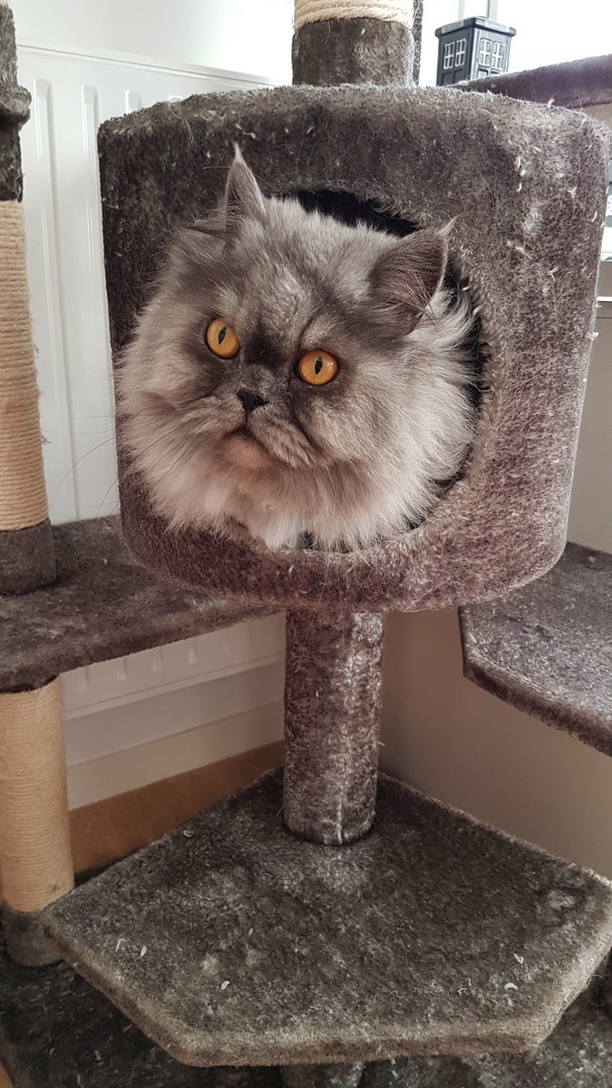 postichon's tweet image. Même que Moman elle a cheté un chateauchat et il est trop génioule