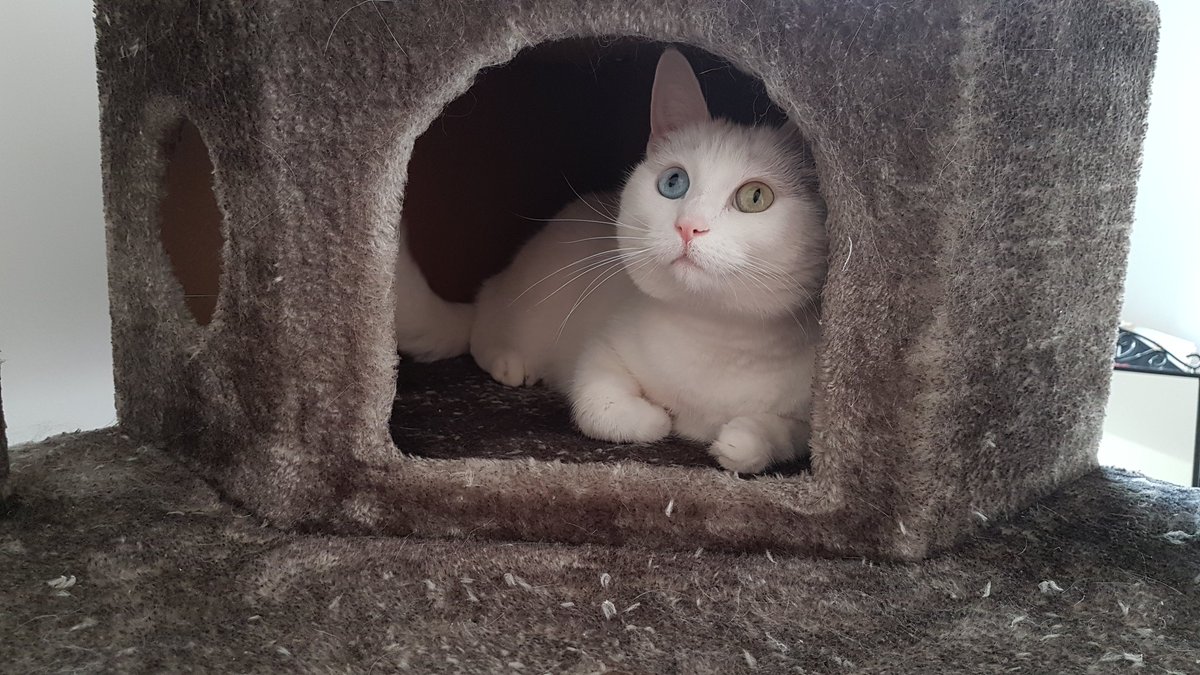 postichon's tweet image. Même que Moman elle a cheté un chateauchat et il est trop génioule