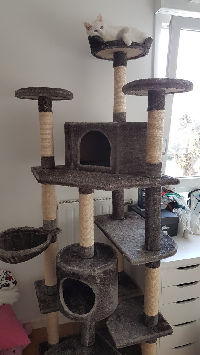 postichon's tweet image. Même que Moman elle a cheté un chateauchat et il est trop génioule