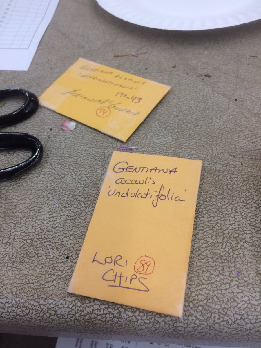 GardenandBook's tweet photo. Much seed packaging for #nargs seed-ex happening at Green Spring gardens yeadterday. #nargs seed exchange opens Dec 15th. Get ready. Google NARGS and join. Seed from around world available. #rockgardening #gardendc #seedexchange #seedpropagation https://t.co/aaC7WWuMiO