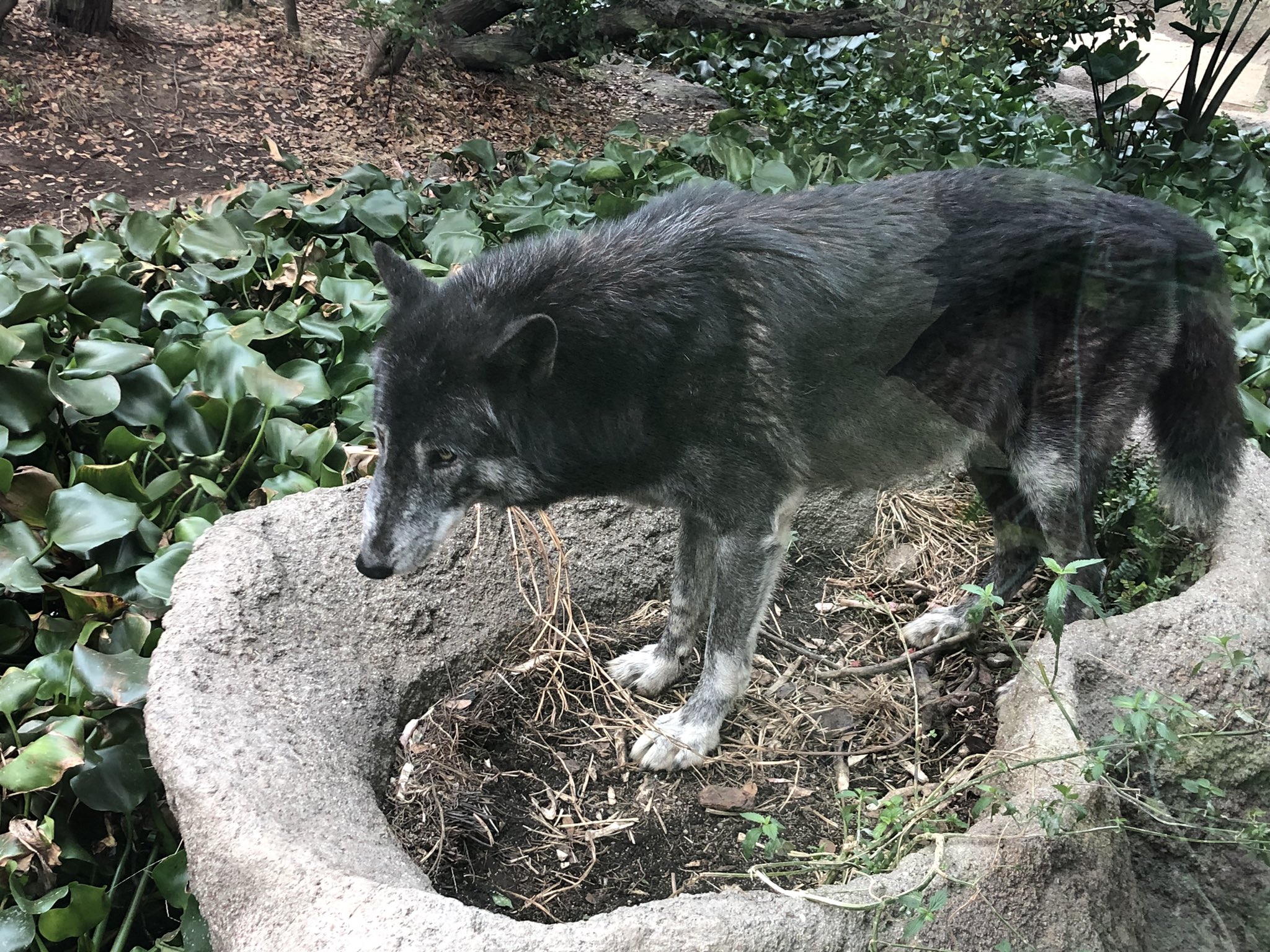 Misae かっこいい動物 主に鳥とオオカミ 好きにはたまらんどうぶつ王国 T Co gatfszn5 Twitter Misae かっこいい動物 主に鳥とオオカミ 好きにはたまらんどうぶつ王国 T Co gatfszn5 Twitter