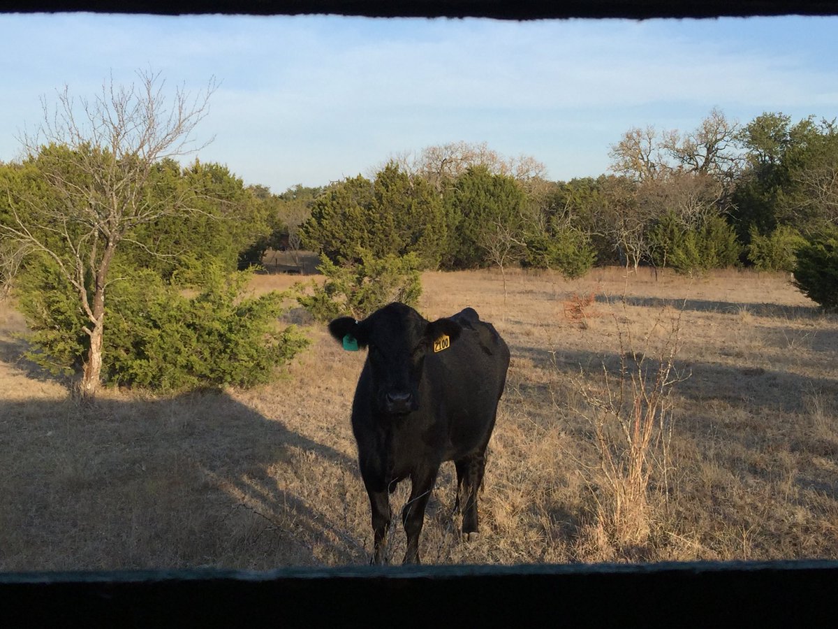 CoxHerb's tweet photo. Shoot or pass?
#DeerHuntingProblems https://t.co/noG12O6IZE
