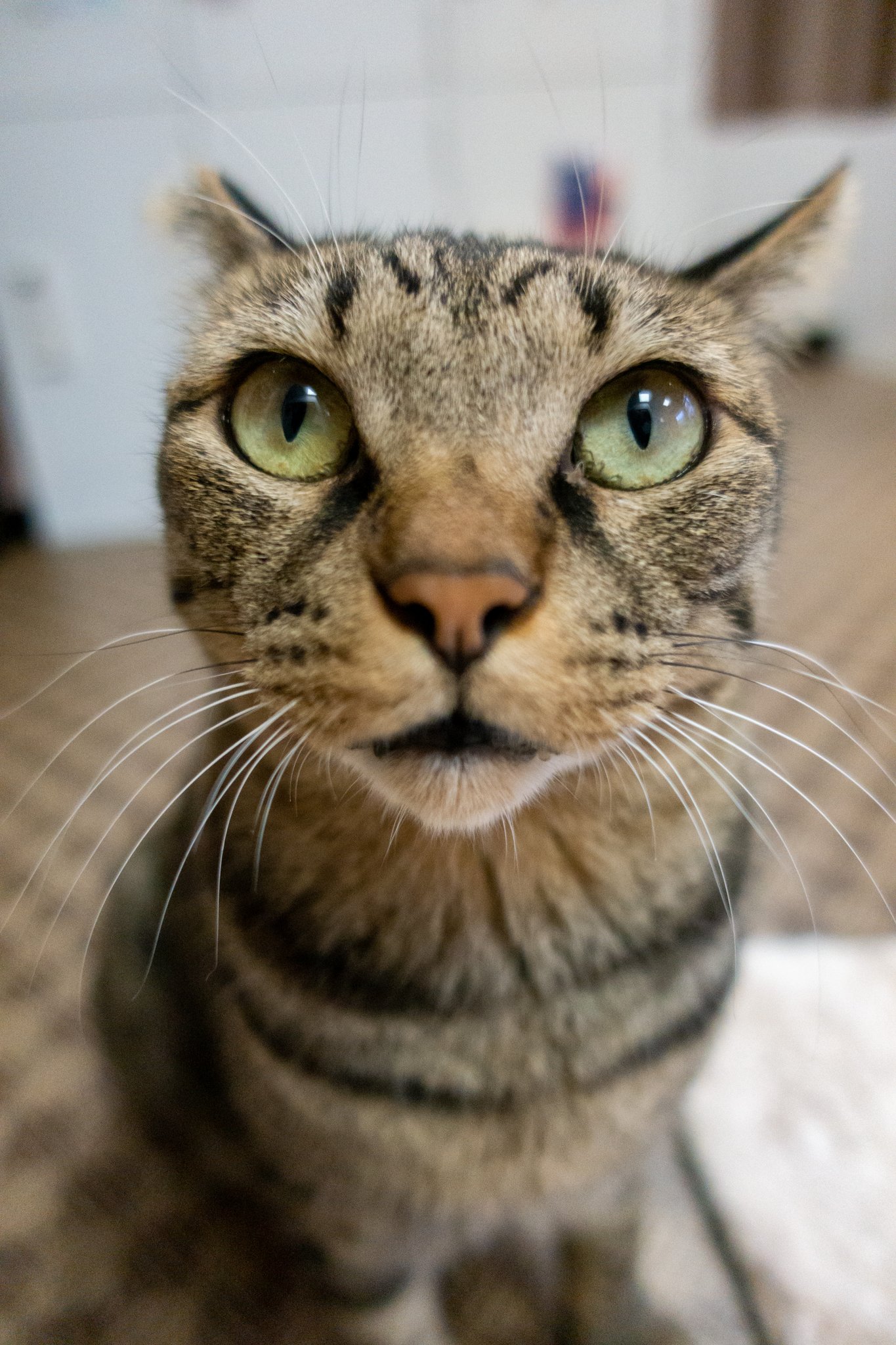 保護猫カフェブラン Twitter Search Twitter