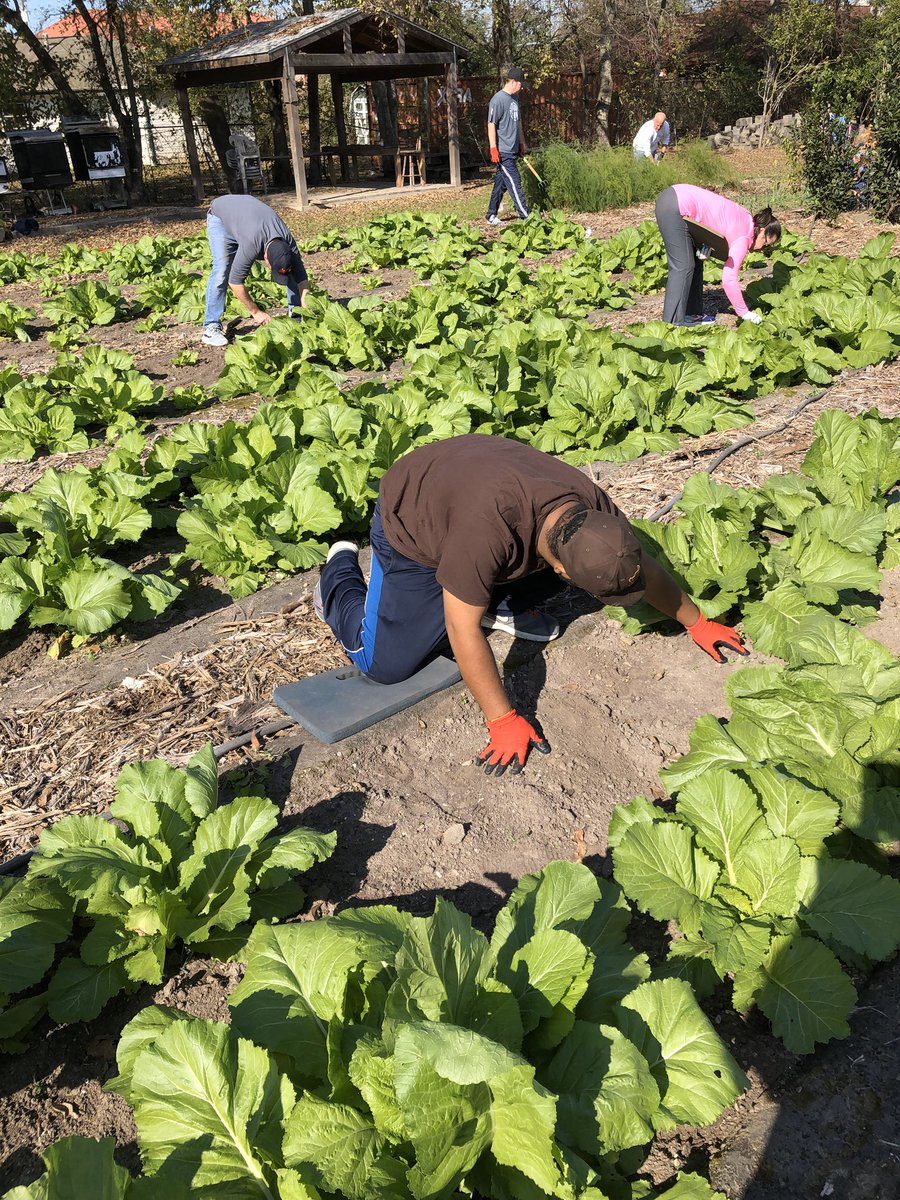 tsuiotas's tweet photo. This morning, Bro. Stanley (@mark_a_510) headed out to the Farmer’s Street Garden to assist with revitalizing garden beds.This garden is a byproduct of @habitatforhumanity and the produce is not sold but freely given to the elderly and families in need. @ipt1963 #IPT1963 https://t.co/Tb30a2q8Z6