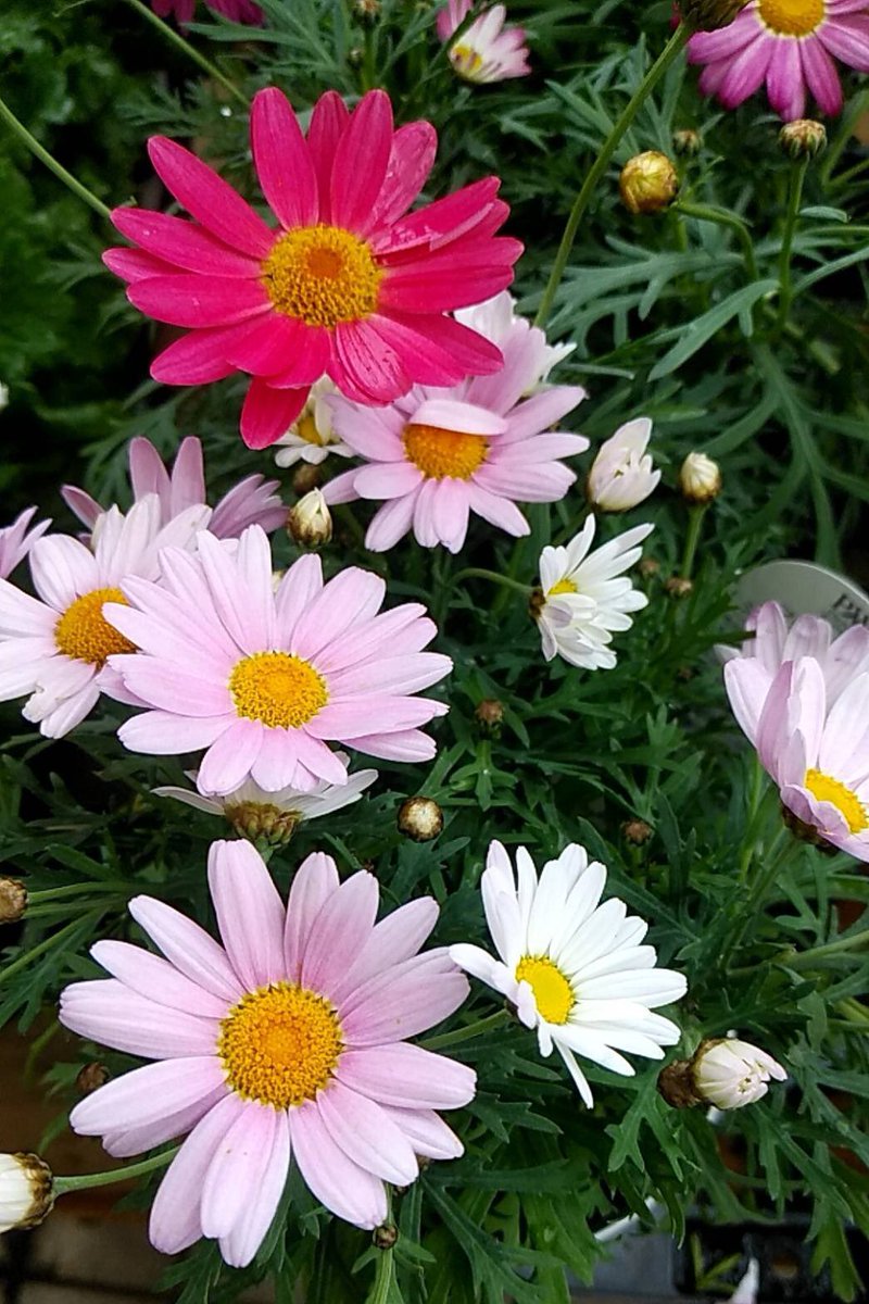 開歌 かいか ｪ ﾉ ｺﾝﾊﾞﾝﾊ お花紹介199 マーガレット 白い花だから真珠っていう意味のマルガリーテスが語源でこの名前になったらしい マーガレットが すき きらい すき きらい って花びらを散らしながら占う恋占いに使われるから恋