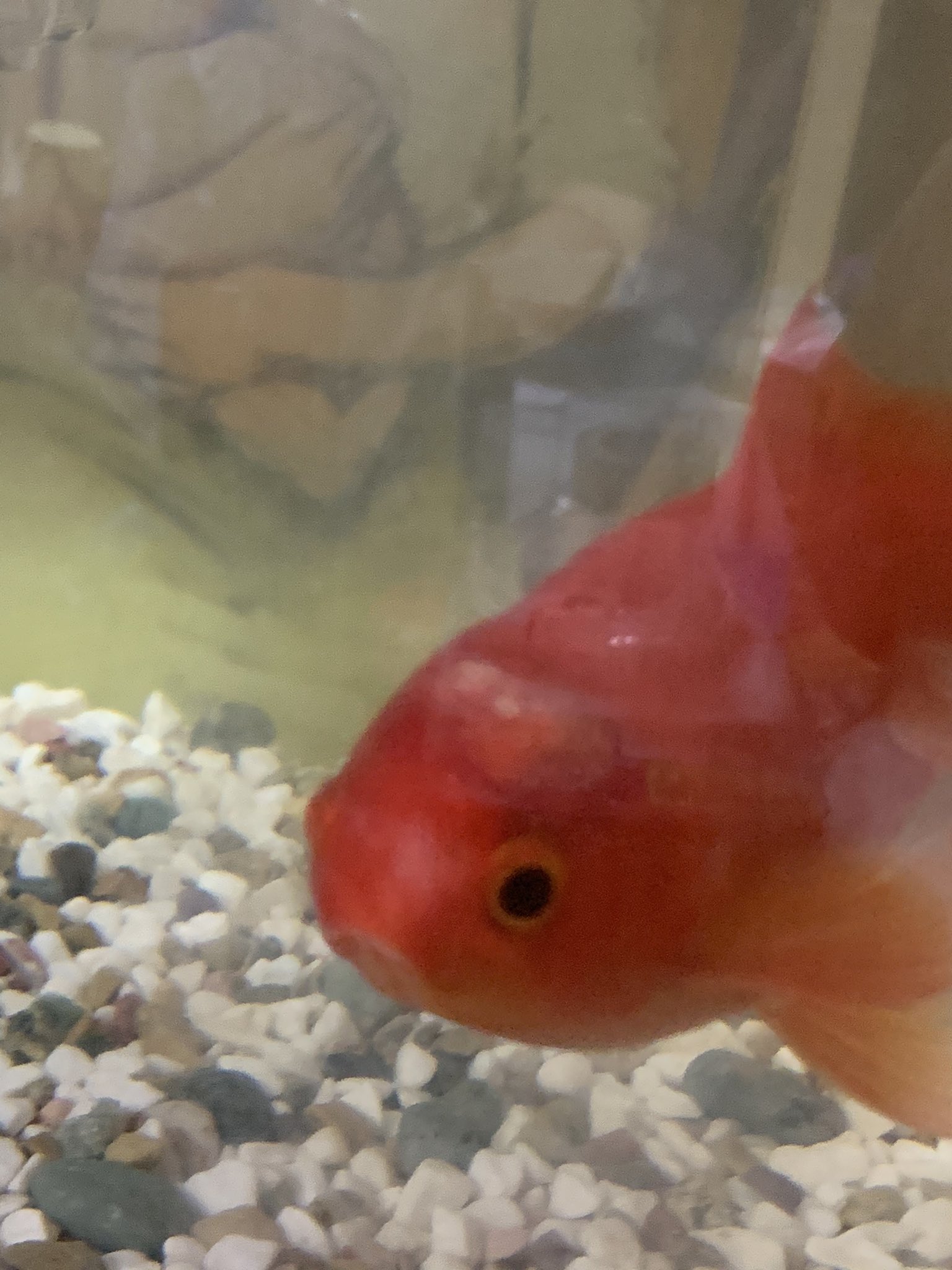 邪神あいぼー ワサラー団 七天候 晴 Colors ミッドナイトブルー 相互厨 En Twitter 我が家の金魚にコブのようなものが なんの病気なんでしょうか 知ってる方いたら教えてください 拡散希望 金魚 金魚病気 邪神あいぼー ワサラー団 七天候 晴 Colors ミッドナイトブルー 相互厨 En Twitter 我が家の金魚にコブのようなものが なんの病気なんでしょうか 知ってる方いたら教えてください 拡散希望 金魚 金魚病気