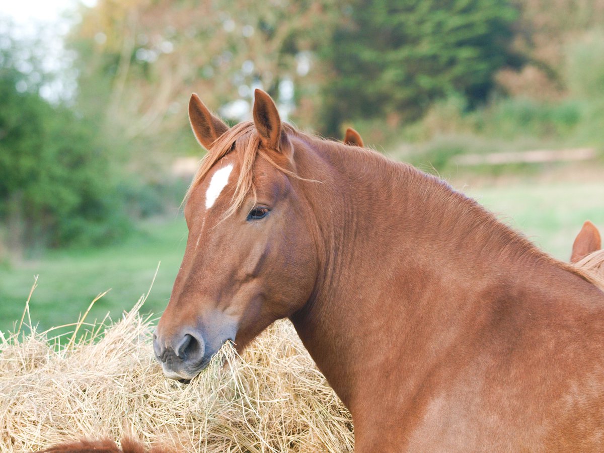 HORSE_NATION's tweet photo. https://t.co/nDFtYiyRsj
If you’ve ever had your hay tested, you know there is a lot to consider. Here is what to look for if you’re testing for a horse with a metabolic disorder. #haytesting #equinenutrition
Presented by @KYPerformance https://t.co/RJ9TiIrUsP