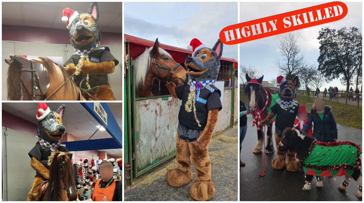 DCPoliceRural_D's tweet photo. @ASPoliceHorses There is nothing wrong with #PDBravo's #Christmas hat. He has spent some more time out in the #Stables today with #Horses of all shapes and sizes, even getting hugs from a beautiful #Clydesdale. @DCPoliceRural_D have found him to be a very useful member of the team 👍🐶🐴 https://t.co/2auXqh5UcO