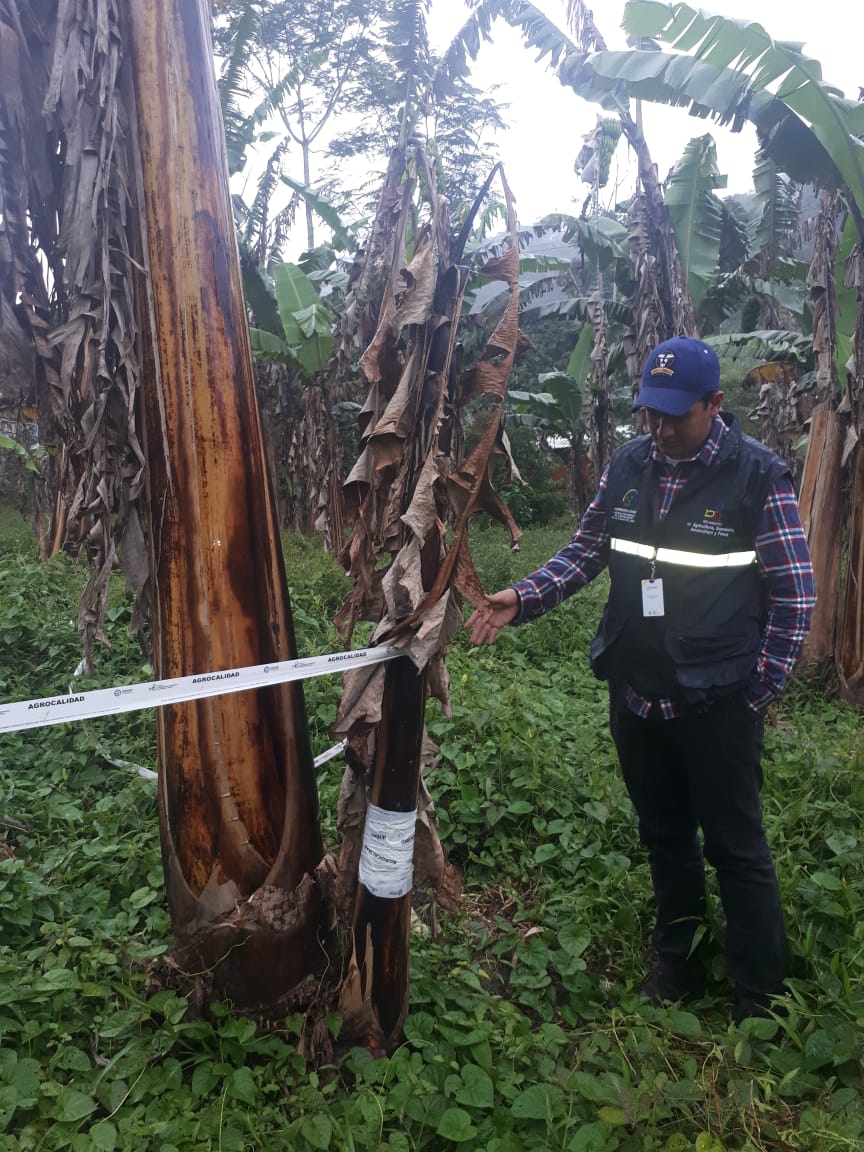 AgrocalidadZ1's tweet photo. #Carchi | #Agrocalidad realizó monitoreo de musáceas a fincas en el sector de El Chical #AgroProtegido🇪🇨 https://t.co/lBqUHwWQ6j