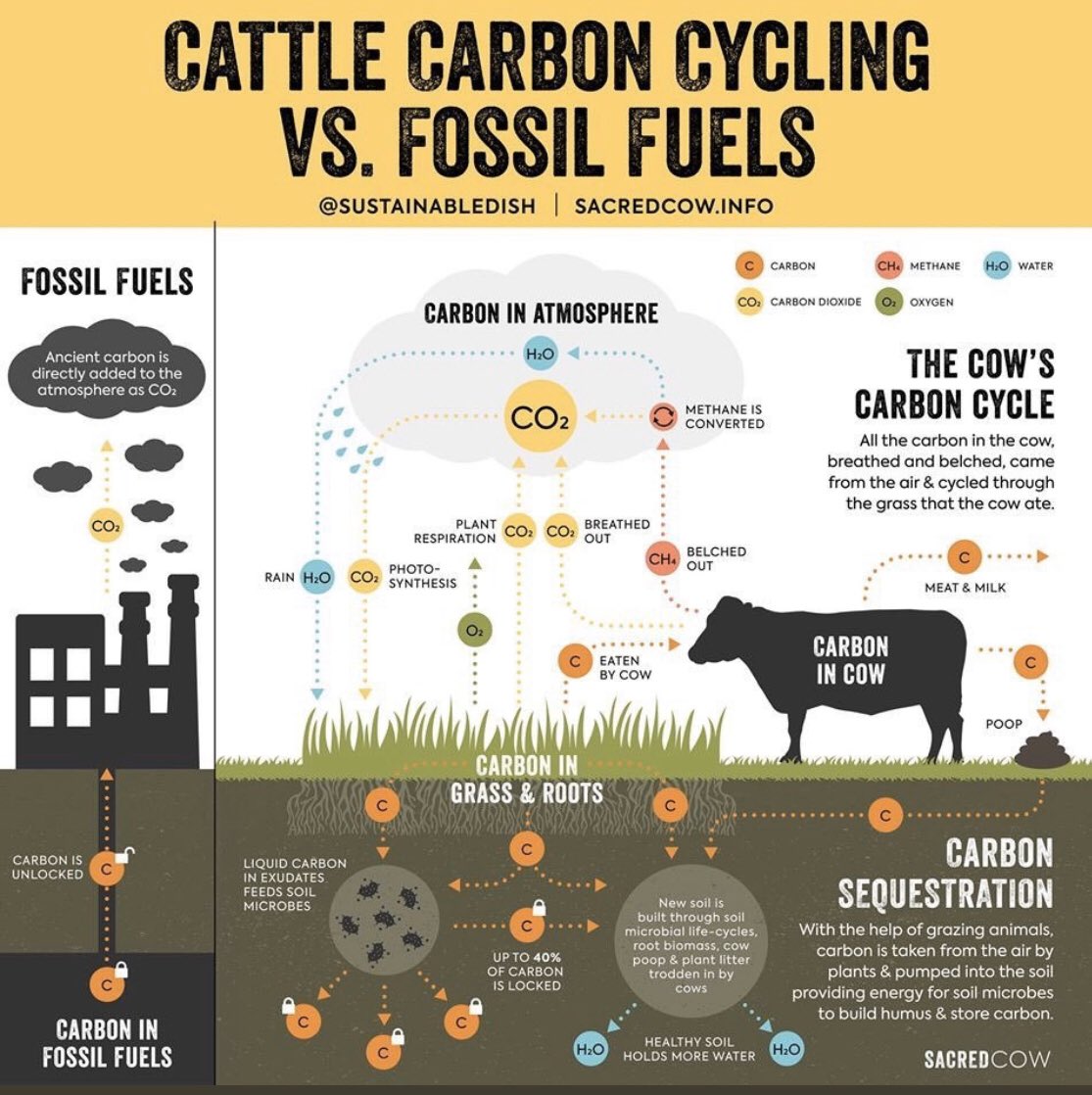 Those still comparing cows vs cars despite everything we know about the ‘cow biogenic carbon cycle’ vs the ‘one direction carbon highway’ for fossil fuels, are misleading the public in dangerous ways. Constant herds to not add additional carbon/warming. Cars do. <a href="/SustainableDish/">Diana Rodgers</a>