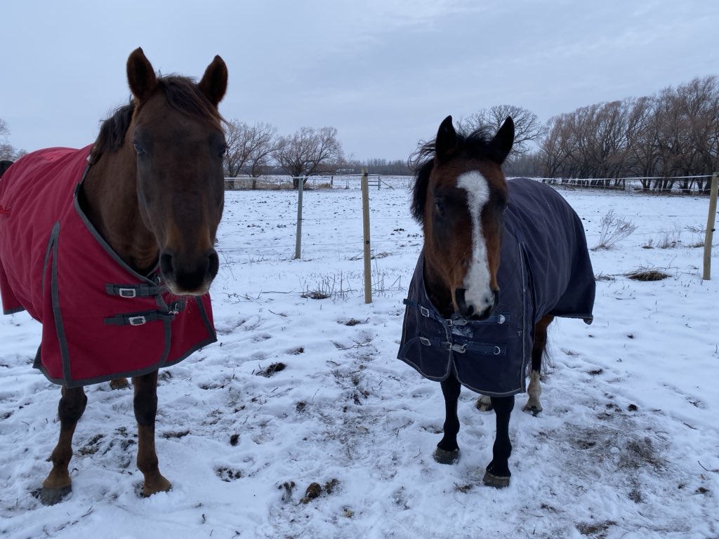 We love Canadian Horsewear blankets