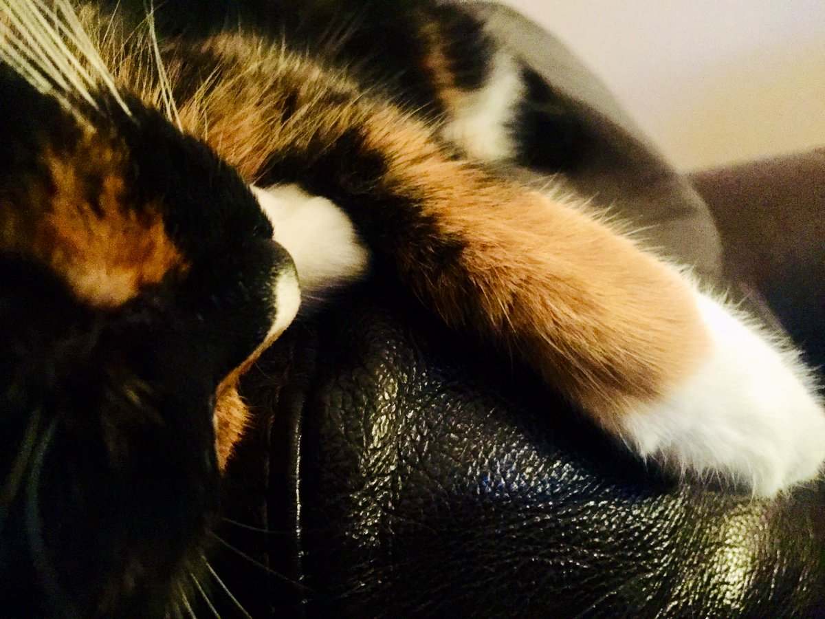 thewayofnight's tweet photo. Presently I have to my side two loudly snoring ‘wammils’( Black Country dialect for animals/pets).
#snoringpets https://t.co/9whB4wrq08