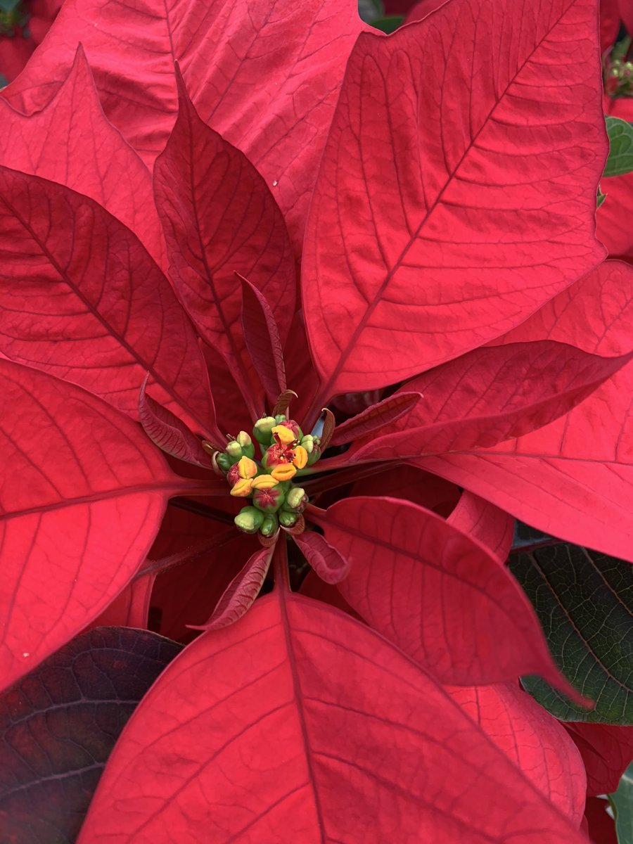 Handy_AgTeacher's tweet photo. Christmas in the Greenhouse starts Tuesday. We’ve taken these plants from small rooted cuttings to a high quality plant in 16 weeks. Plants might not seem like a lot of work, but ask my students, we have worked hard. Make sure to stop by for Christmas in the Greenhouse! https://t.co/AUbUUvfHtI