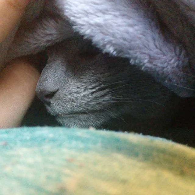 herdingcats2012's tweet photo. She is done with winter. #southerncat #needmoreblankets https://t.co/thmZdqoqcc