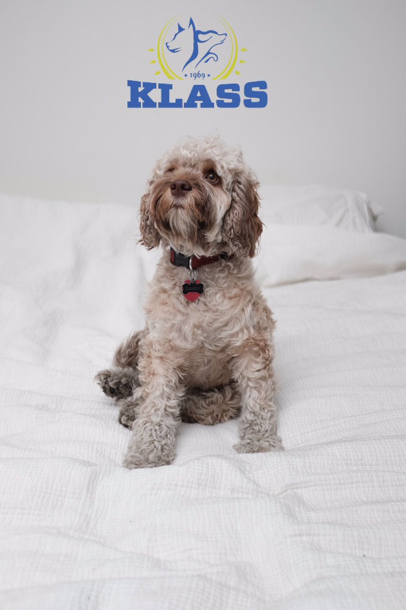 klassfoder's tweet image. #klassfoder #färskfoder #rawfoodfordogs #mydog #hundhälsapåkorv #nattinatti