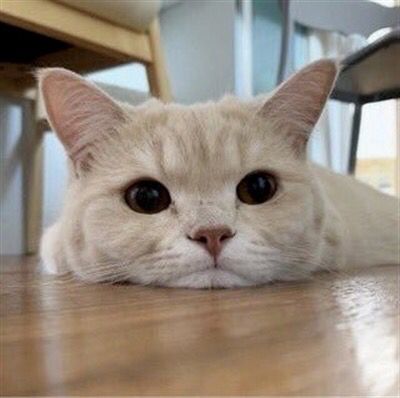 Cats Bible 🐱 tweet media