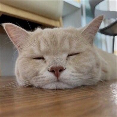 Cats Bible 🐱 tweet media