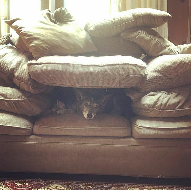 GoodDogHazel's tweet photo. My people made me a wolf’s den/couch fort. #DogsOfInstagram #CattleDog #CattleDogsOfInstagram https://t.co/NeS8TqkwXS #dogs #dogsoftwitter #acd https://t.co/sudEG03Phc