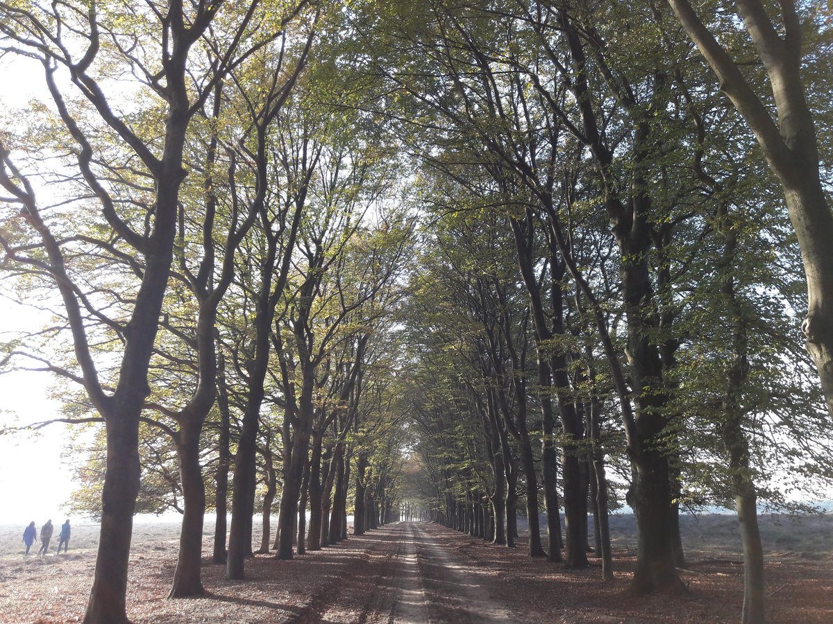 Wandelen in de bossen en heide van Oud Reemst. Als dat toch niet meer zou kunnen .. dus #mijnnatuurblijft
