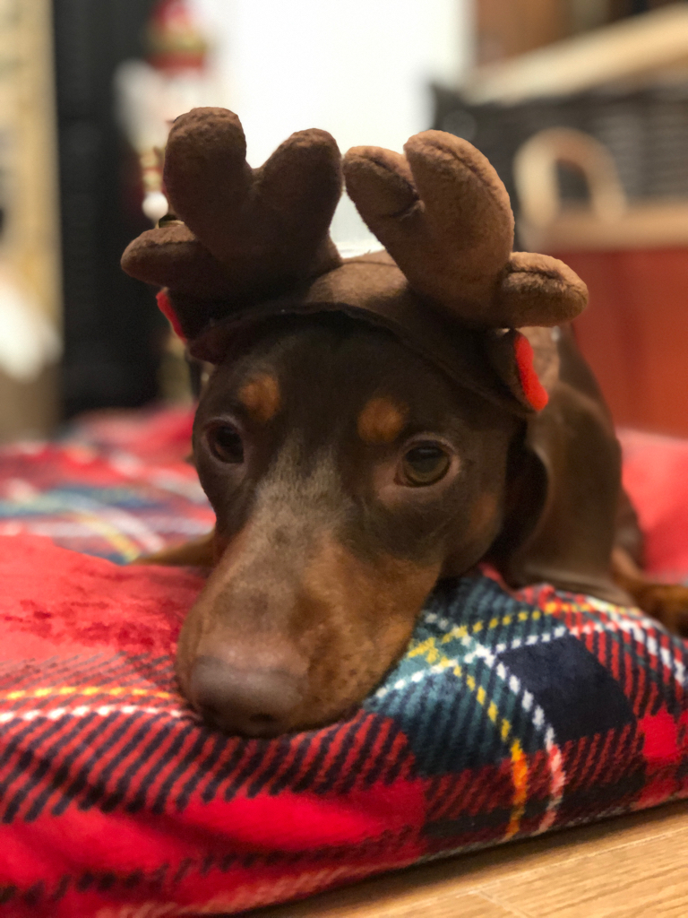 abbeyforegatePO's tweet photo. After a very busy day doing the #Christmas #decorations Stanley is having a little rest! #mylittlereindeer #minidacshund #postofficedog https://t.co/kkjwCFSvbt